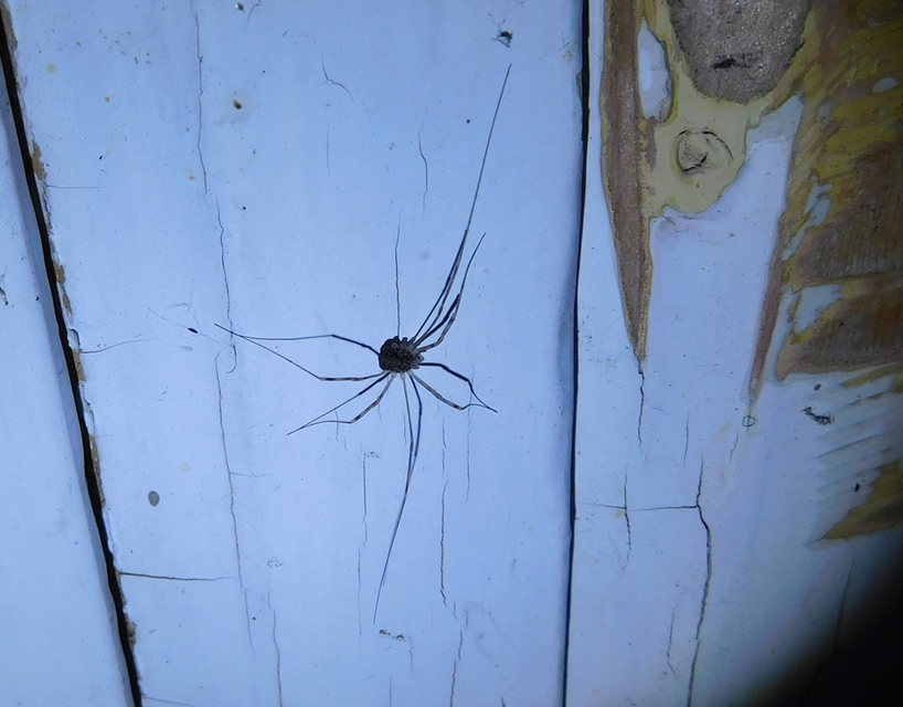 Opilio