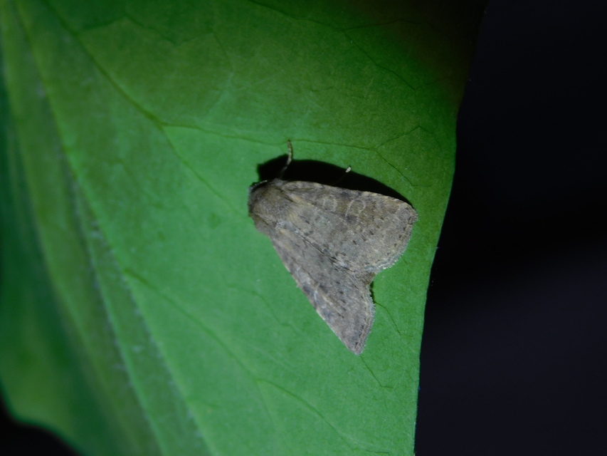 Parastichtis suspecta - sötét erdeibagoly