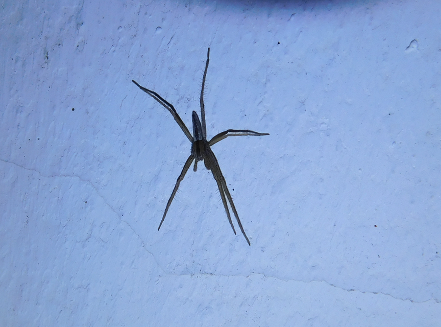 Tibellus
