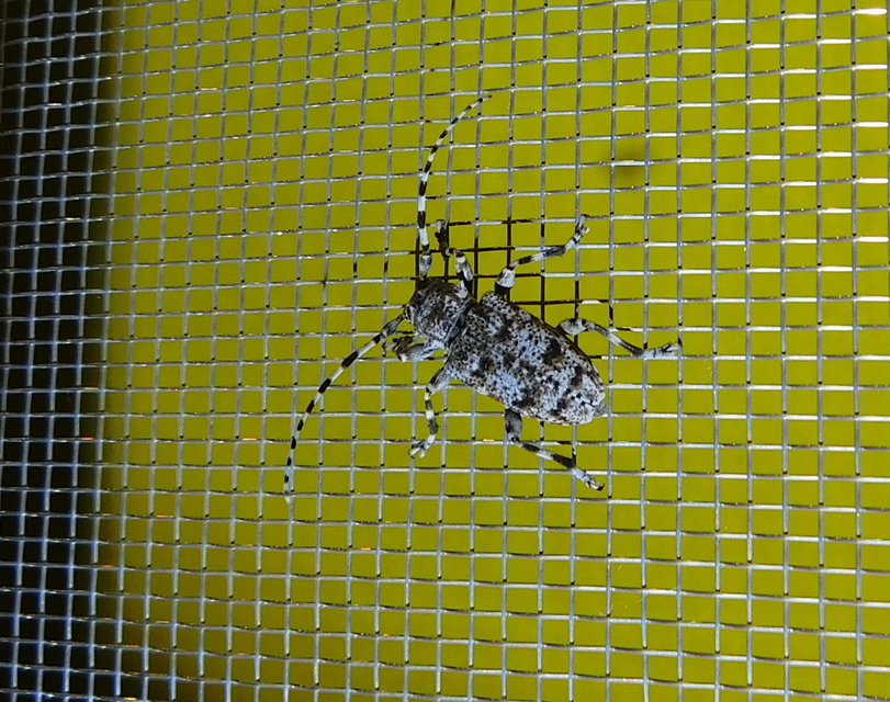Aegomorphus clavipes - tarka cincér Aegomorphus clavipes - tarka cincér