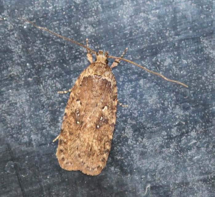 Agonopterix
