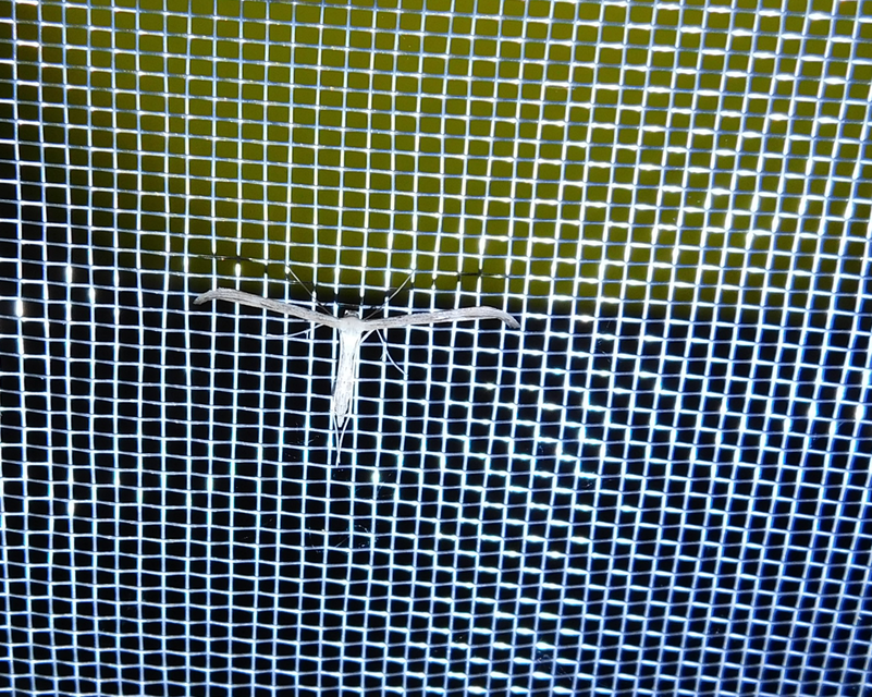 Emmelina monodactyla/argoteles