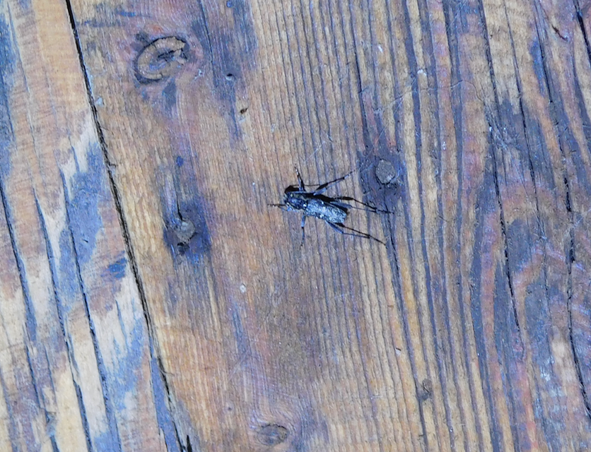Xylotrechus rusticus - egérszínű darázscincér