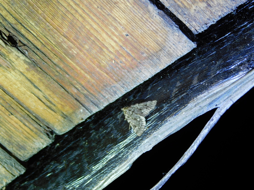 Aglossa pinguinalis - zsiradékmoly