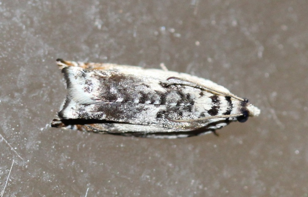 Ancylis laetana - fehér horgasmoly