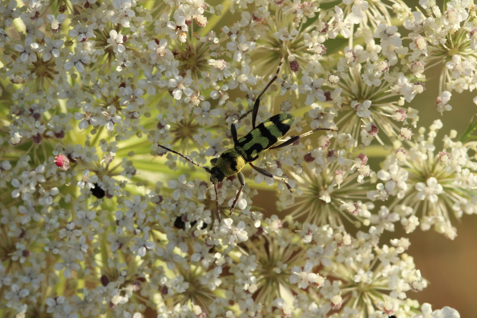 Chlorophorus varius - díszes darázscincér