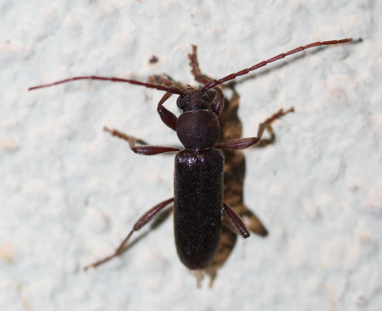 Trichoferus campestris - szállóvendég éjicincér