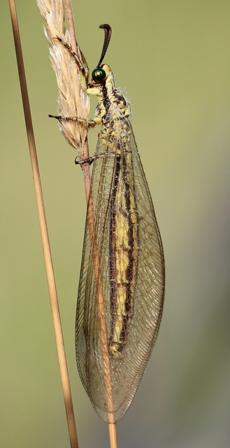 Myrmecaelurus trigrammus - hangyafarkas