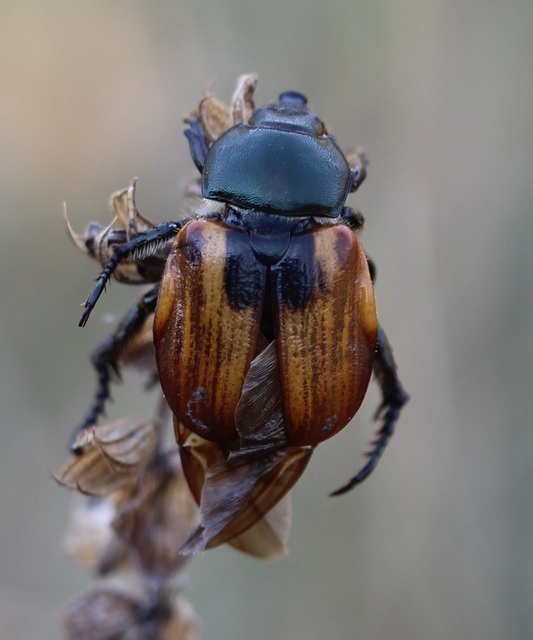 Anisoplia austriaca - osztrák szipoly