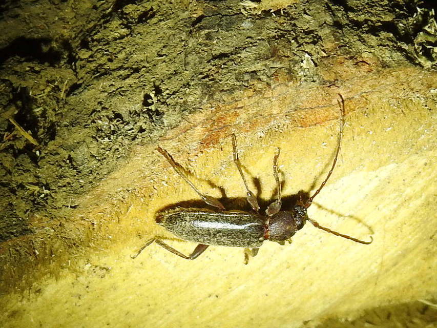 Trichoferus campestris - szállóvendég éjicincér