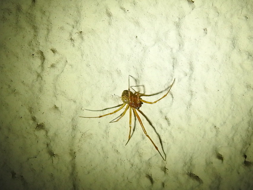 Parasteatoda tepidariorum - üvegházi törpepók