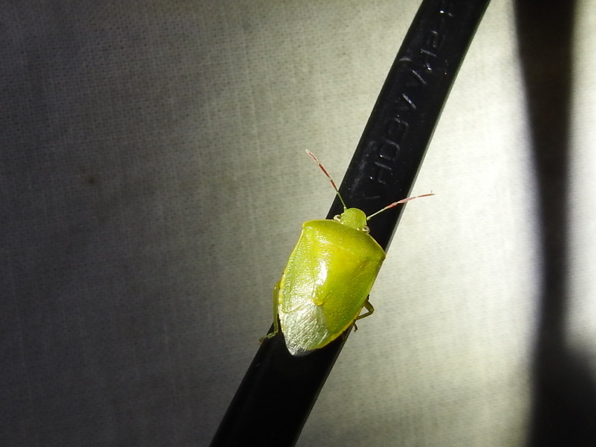 Piezodorus lituratus - bíboros címerespoloska Piezodorus lituratus - bíboros címerespoloska