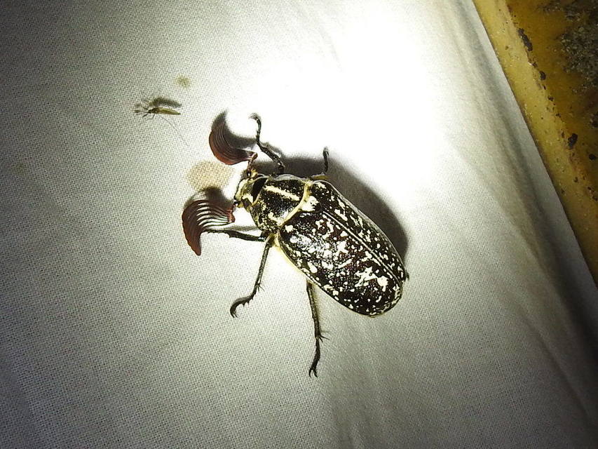 Polyphylla fullo - csapó cserebogár