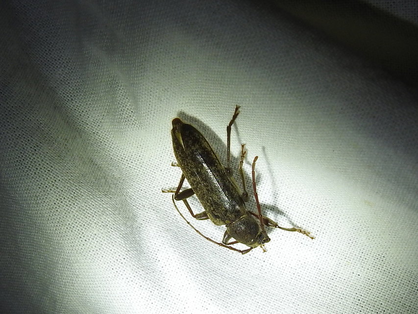 Trichoferus campestris - szállóvendég éjicincér