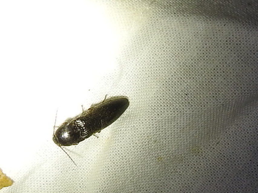 Melanotus