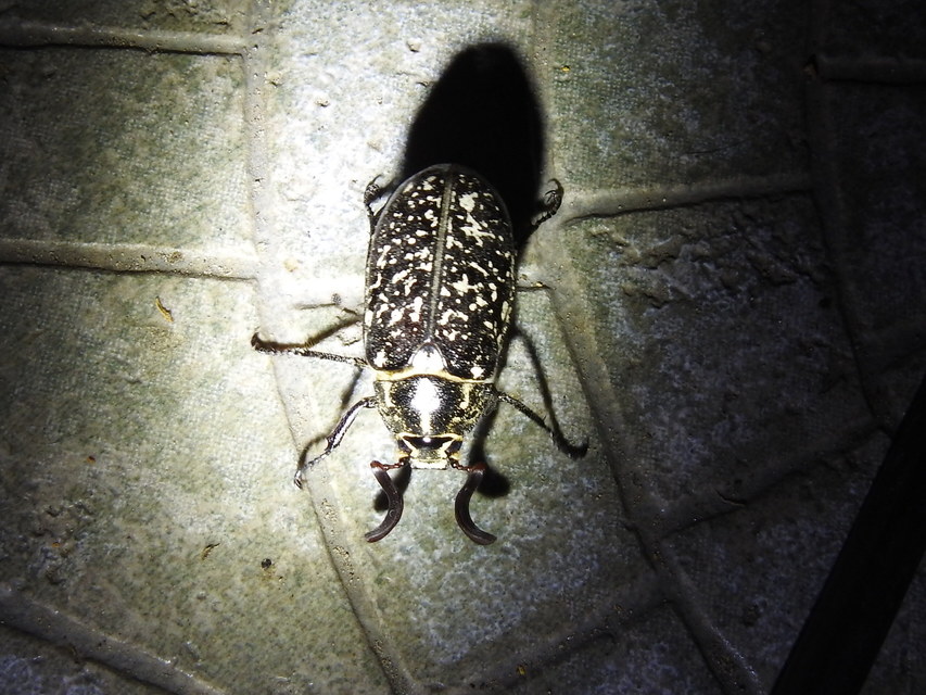 Polyphylla fullo - csapó cserebogár