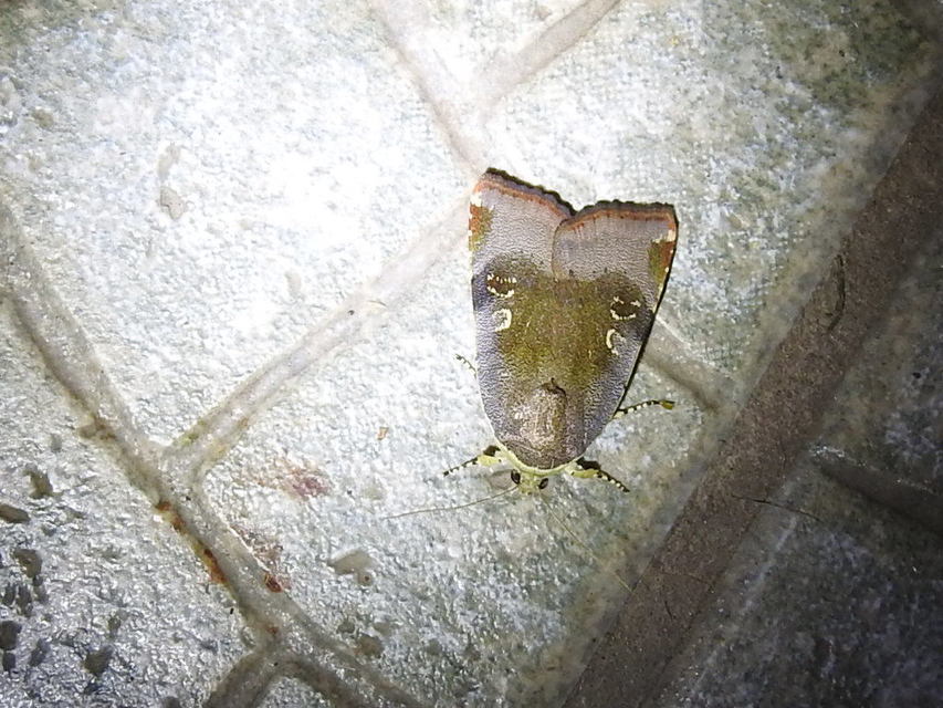 Noctua janthe/janthina