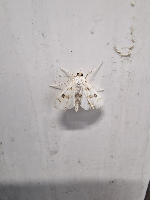 Parapoynx stratiotata - közönséges vízimoly