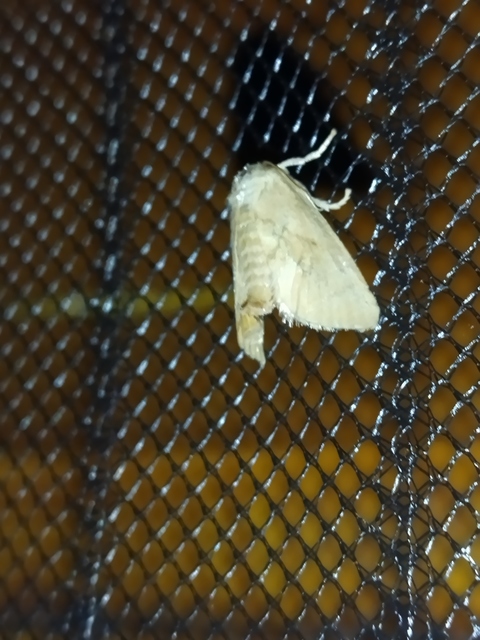 Apoda limacodes - kagylólepke