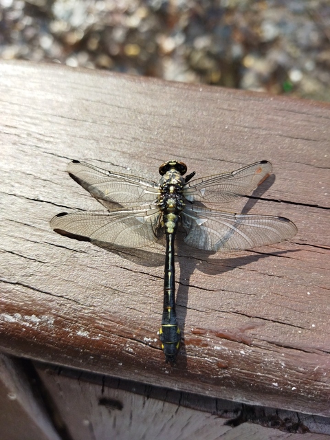 Gomphus vulgatissimus - feketelábú folyami-szitakötő