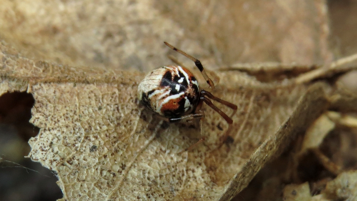 Parasteatoda lunata - holdas törpepók