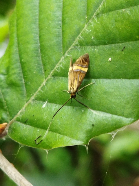 Nemophora degeerella - pompás tőrösmoly