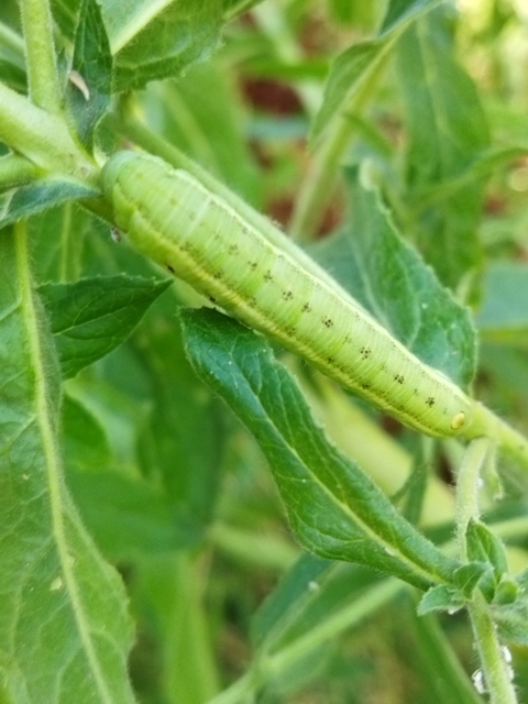 Proserpinus proserpina - törpeszender