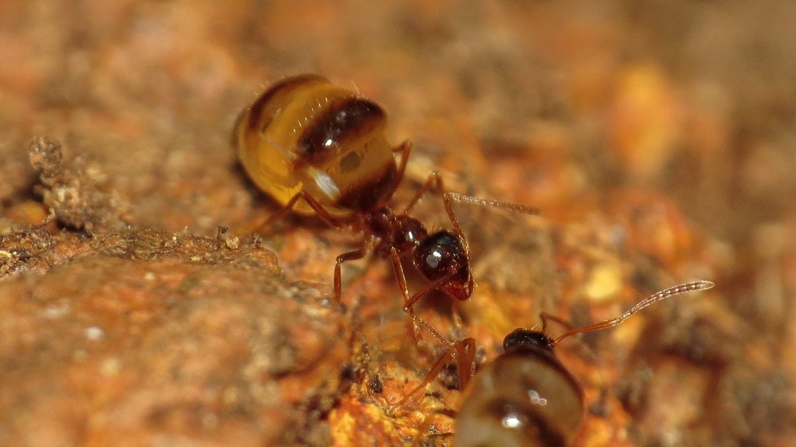 Prenolepis nitens - ragyogóhangya