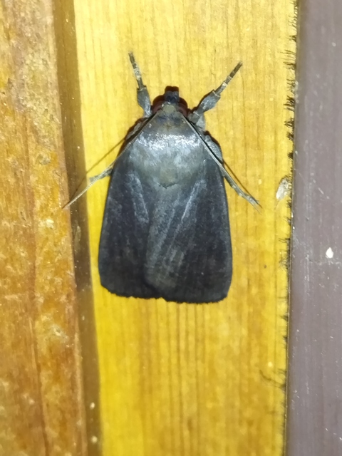 Amphipyra livida - zsírfényű bagoly