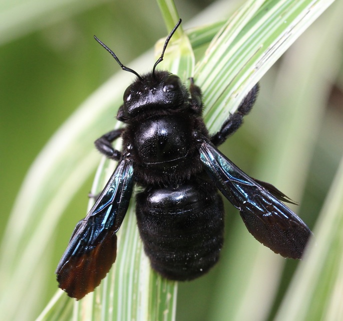 Xylocopa valga - gyakori fadongó