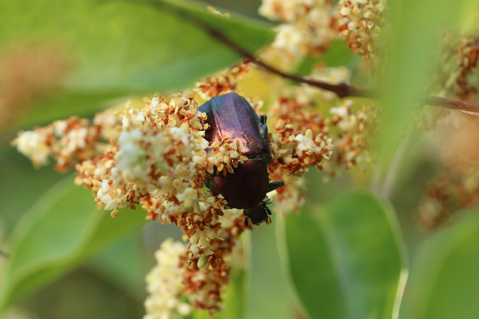Protaetia angustata