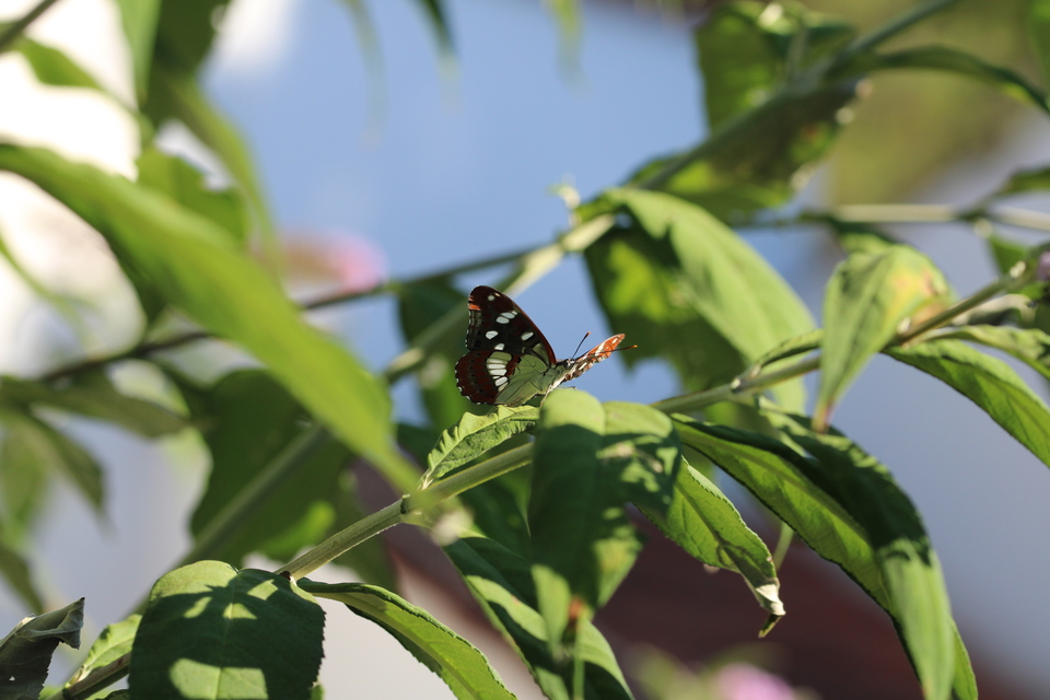Limenitis reducta - kék lonclepke