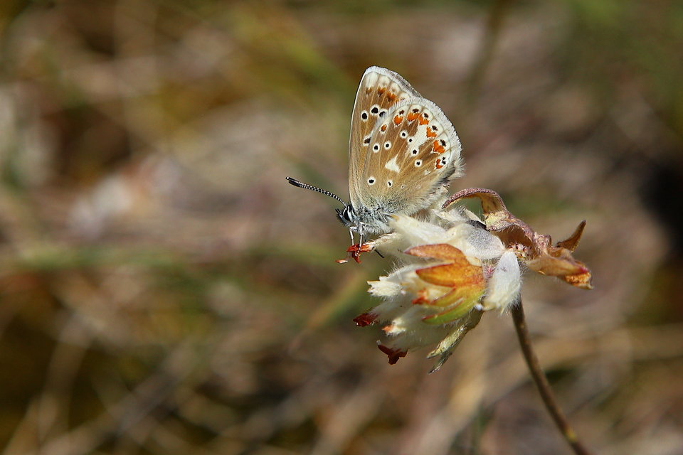 Polyommatus dorylas - fénylő boglárka