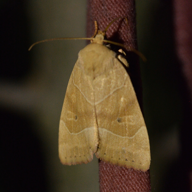 Cosmia trapezina - közönséges lombbagoly
