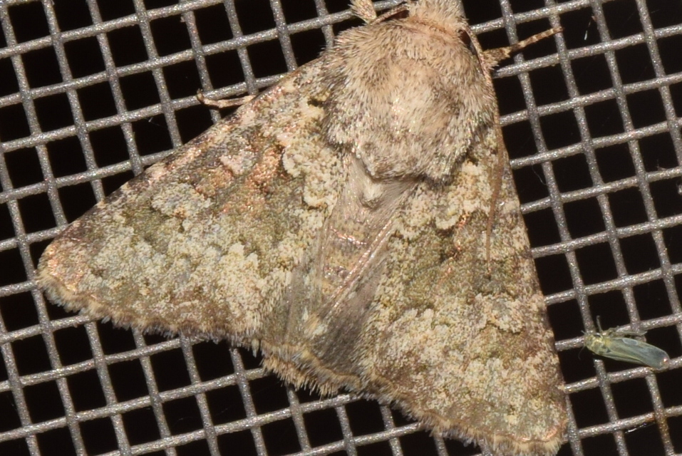 Hecatera dysodea - parajbagoly