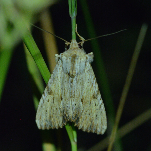 Apamea lithoxylaea - fakó dudvabagoly