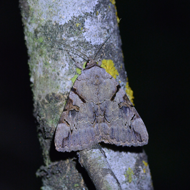 Catocala hymenaea - kökény-övesbagoly
