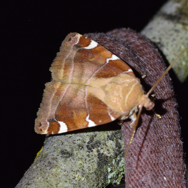 Cosmia diffinis - szilfa-lombbagoly