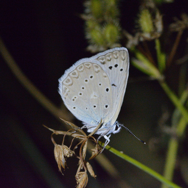 Polyommatus daphnis - csipkés boglárka