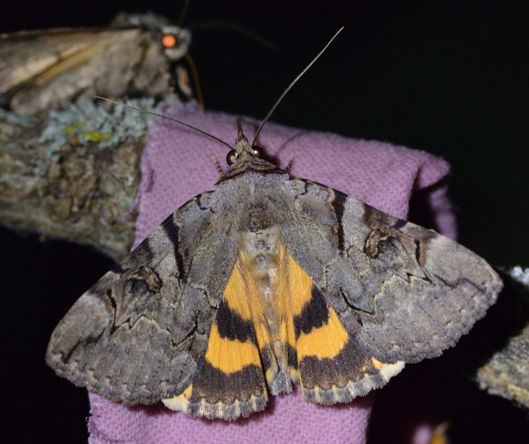 Catocala hymenaea - kökény-övesbagoly