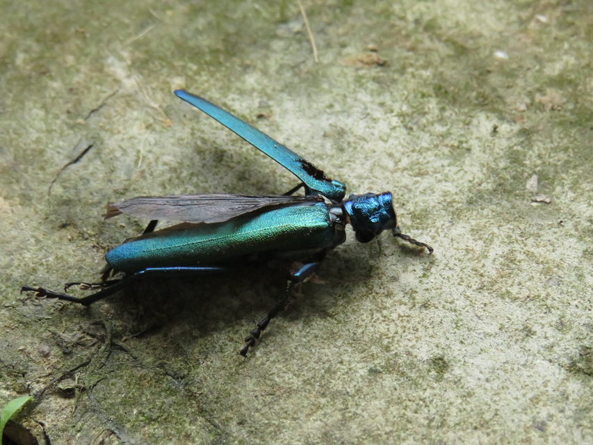 Aromia moschata - pézsmacincér