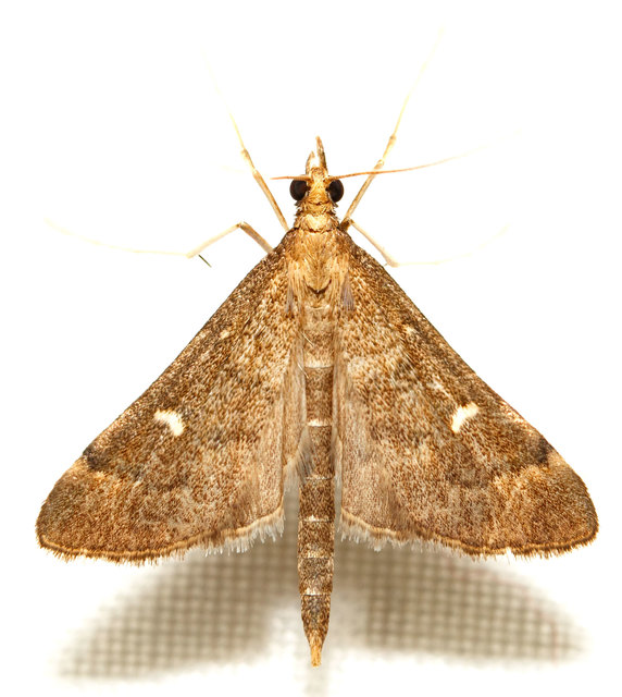 Dolicharthria punctalis - hosszúlábú tűzmoly