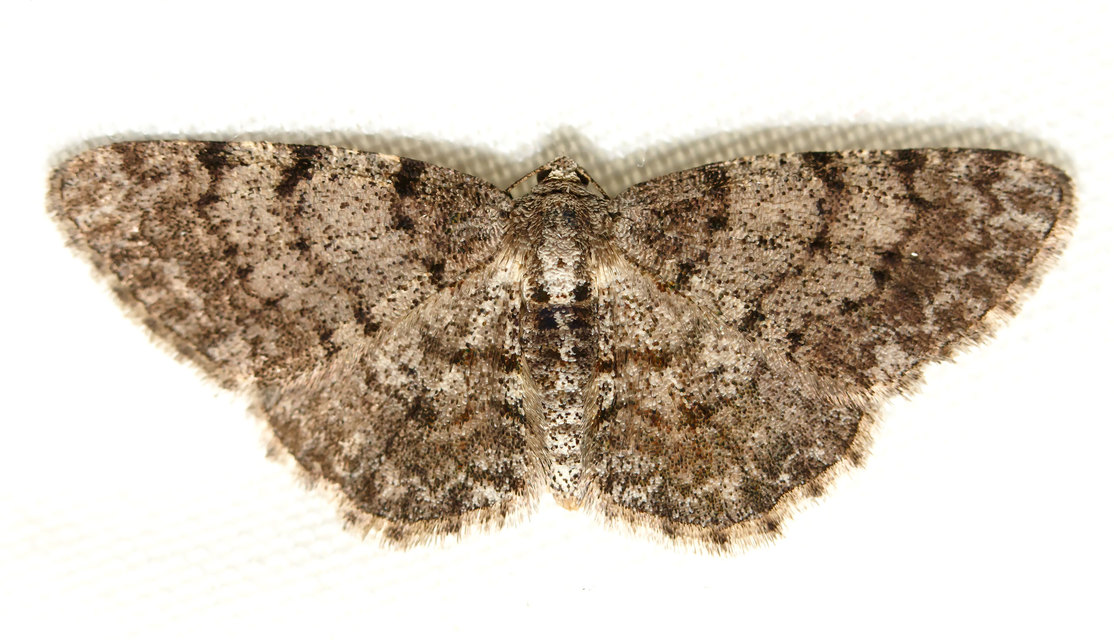 Aethalura punctulata - szürke égeraraszoló