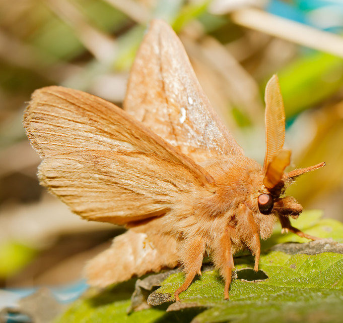 Euthrix potatoria - szomjas pohók