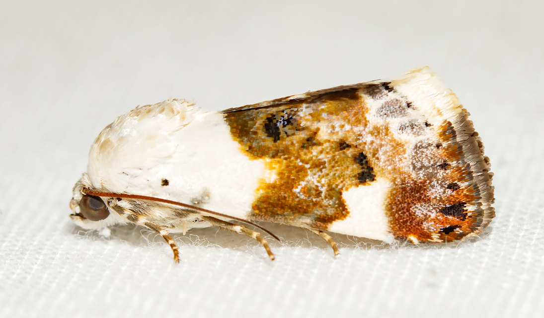 Acontia lucida - fehér nappalibagoly