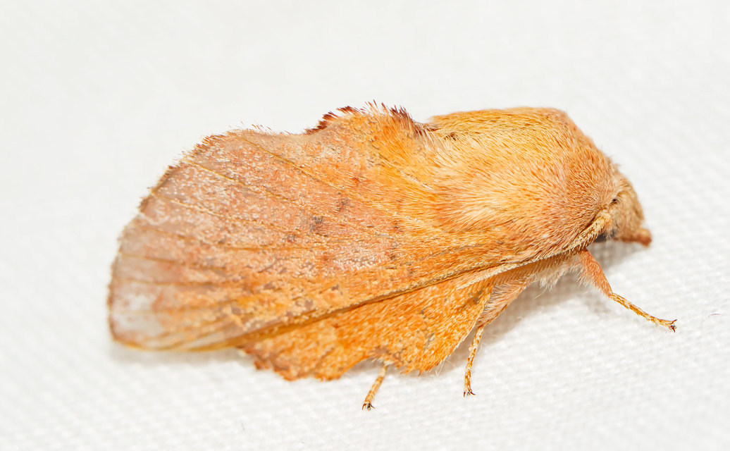 Phyllodesma tremulifolia - nyárlevélpohók