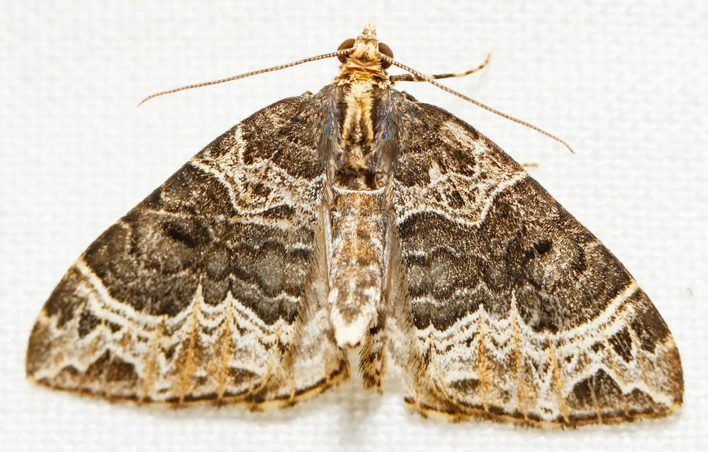 Ecliptopera silaceata - barna tarkaaraszoló