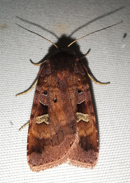 Diarsia brunnea - rózsásszárnyú földibagoly