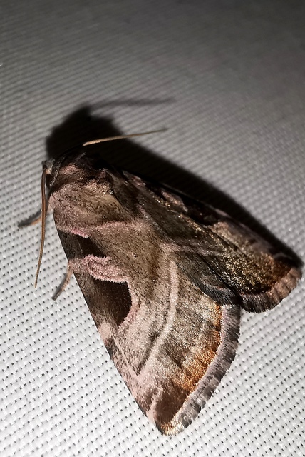 Eucarta virgo - mocsári ametisztbagoly