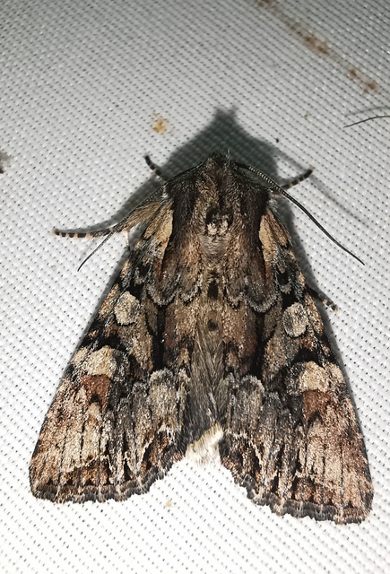 Lacanobia thalassina - borbolya-kertibagoly